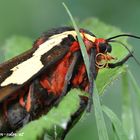 Nachtschmetterling, Augsburger Bär, Pericallia matronula