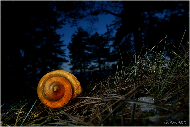 - NacHtschnecke -