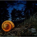 - NacHtschnecke -