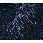 Nachtschneefallwaldtraumbild