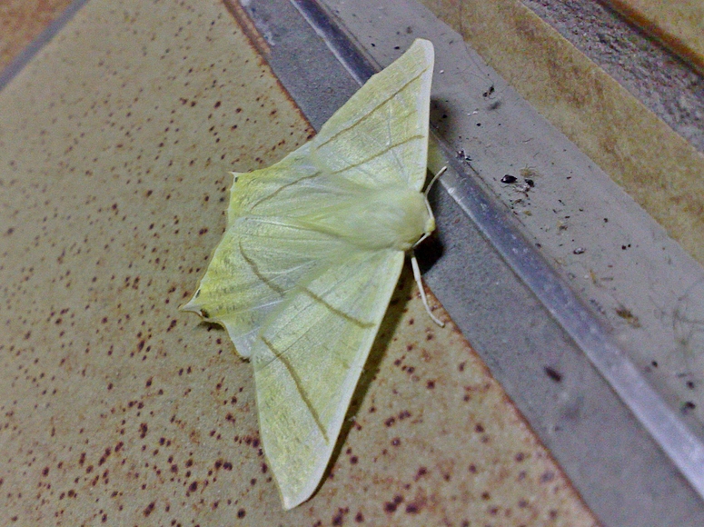 Nachtschwalbenschwanz oder Holunderspanner (Ourapteryx sambucaria)