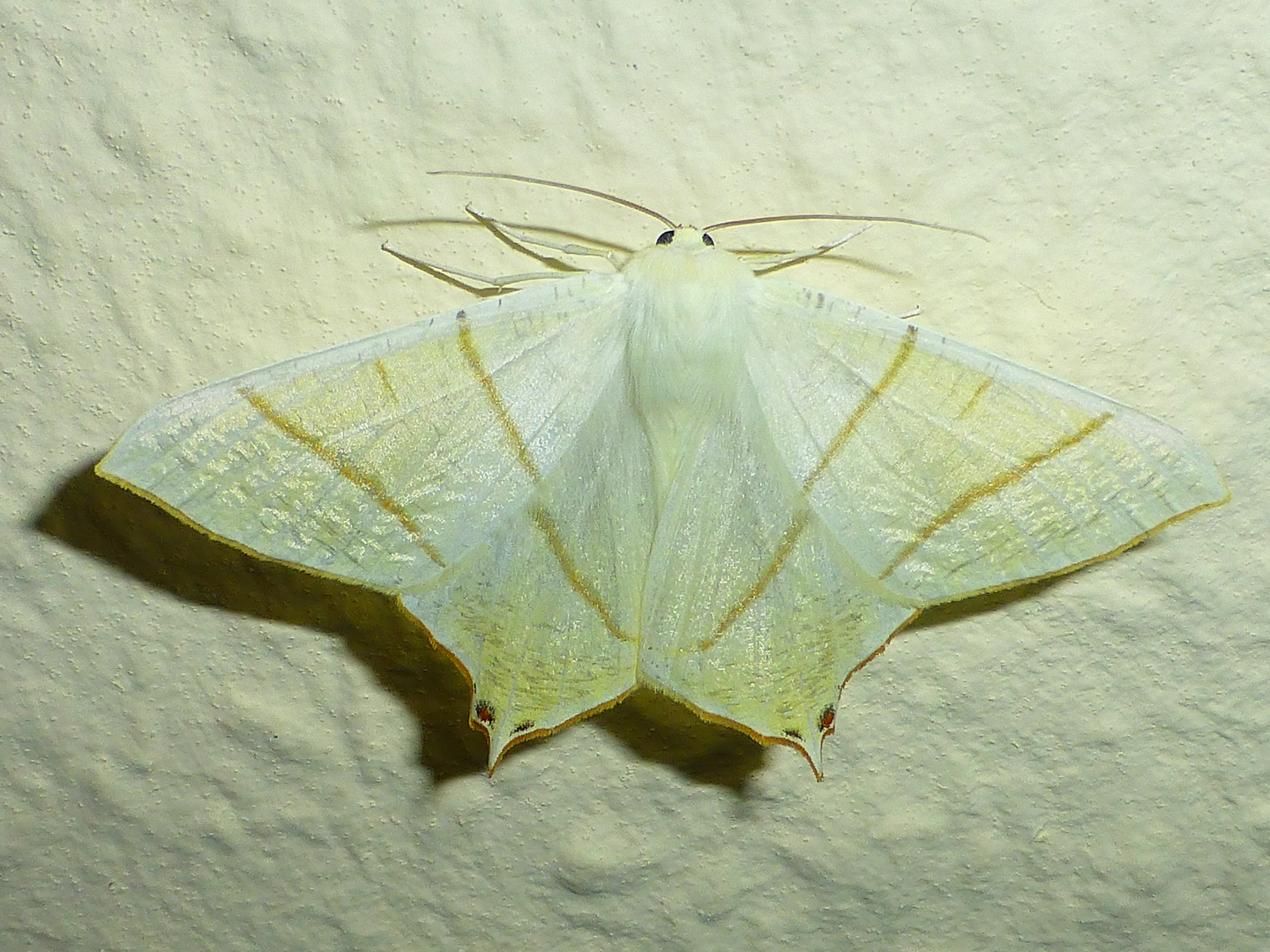 Nachtschwalbenschwanz (Ourapteryx sambucaria)