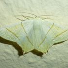 Nachtschwalbenschwanz (Ourapteryx sambucaria)