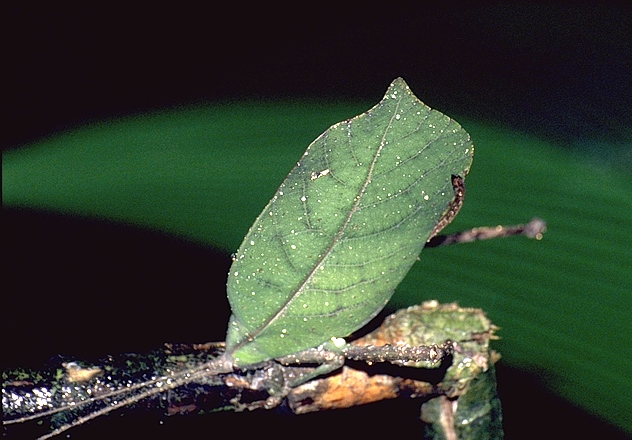 Nachtspaziergang (wandelndes Blatt)