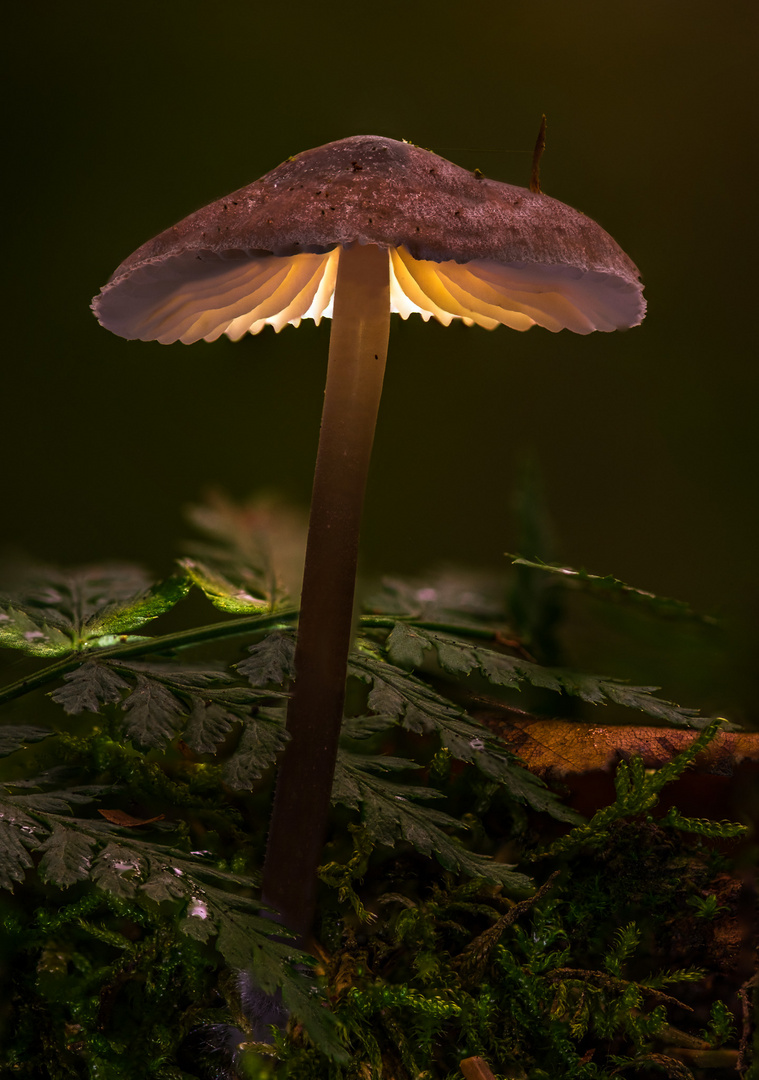 Nachttischlampe der Siegerländer Dilldappen