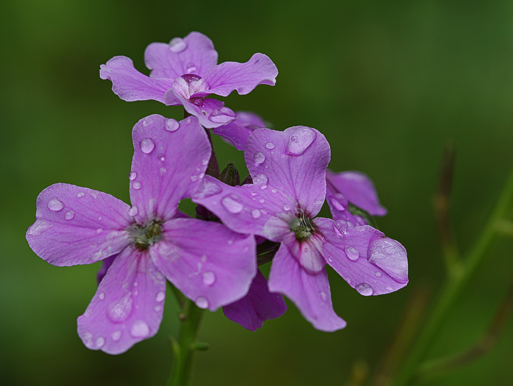 Nachtviole