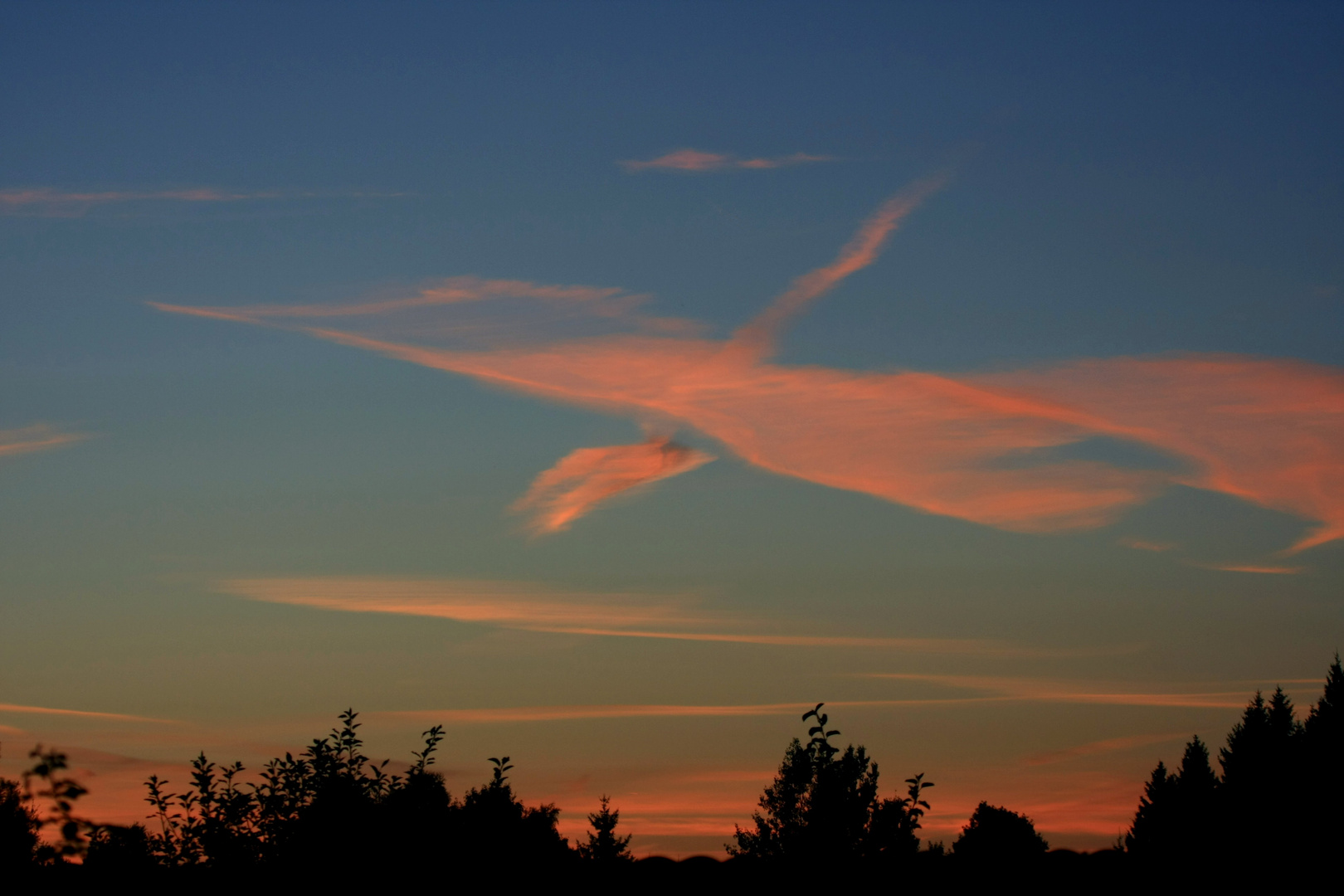 Nachtvogel