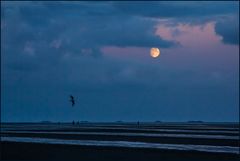 Nachtvogel am Meer... (m. Analysen und Deutungen) 