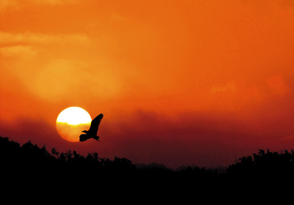 Nachtvogel