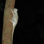 Nachtwanderung auf Perhentian