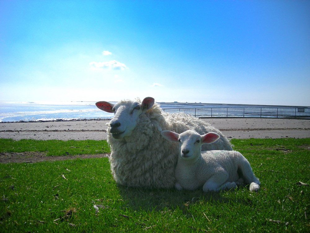 Nachwuchs am Deich in Nordfriesland - Lüttmoorsiel