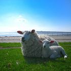 Nachwuchs am Deich in Nordfriesland - Lüttmoorsiel