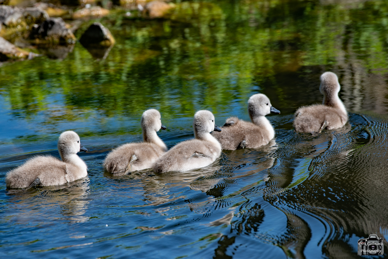 Nachwuchs am Feuersee in Murrhardt (Juni 2020)