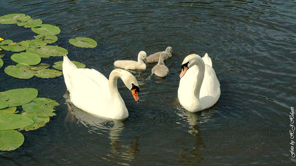 Nachwuchs am See