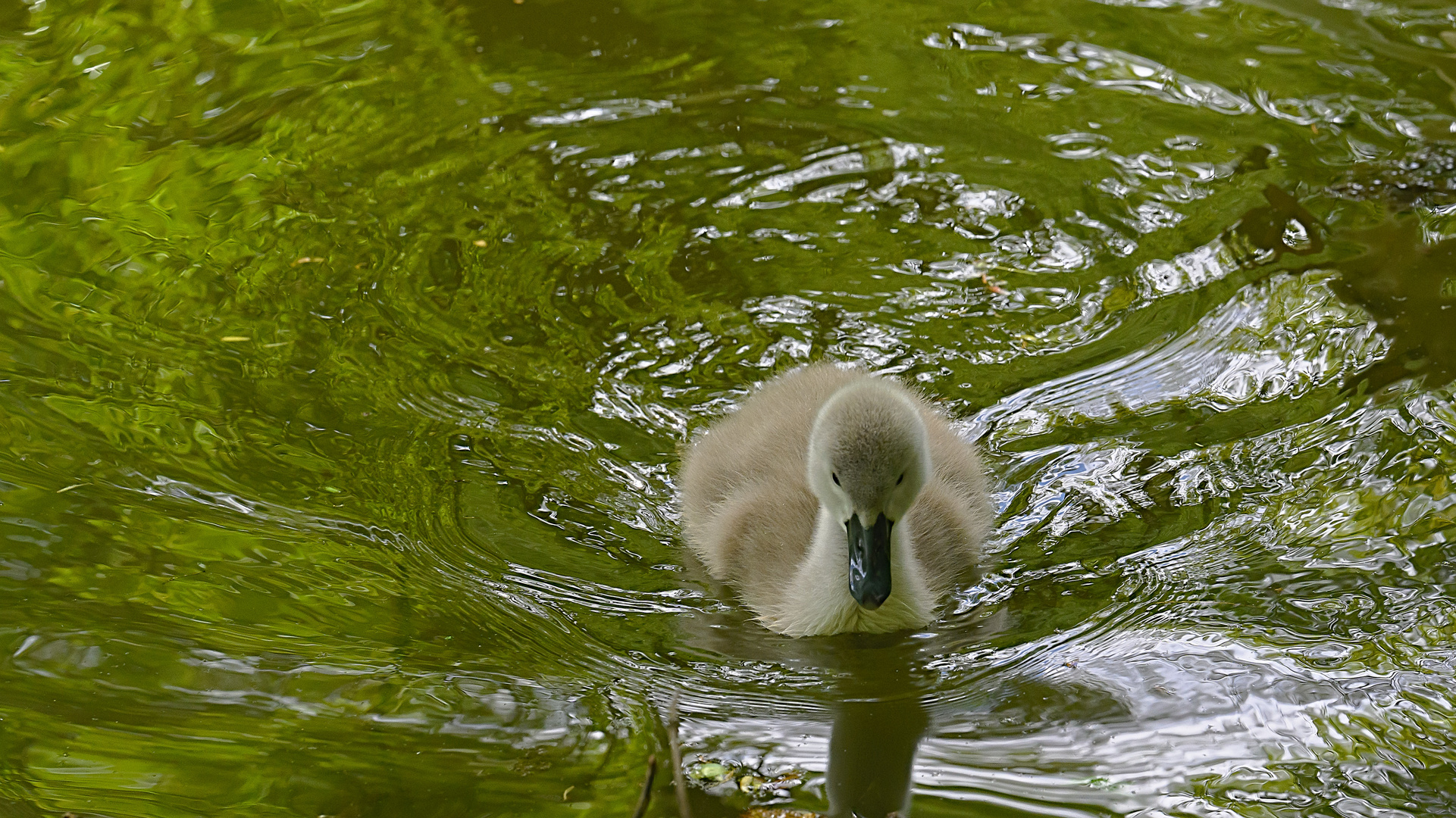 Nachwuchs auf dem Entenweiher