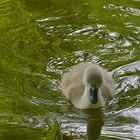 Nachwuchs auf dem Entenweiher