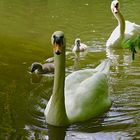 Nachwuchs auf dem Entenweiher