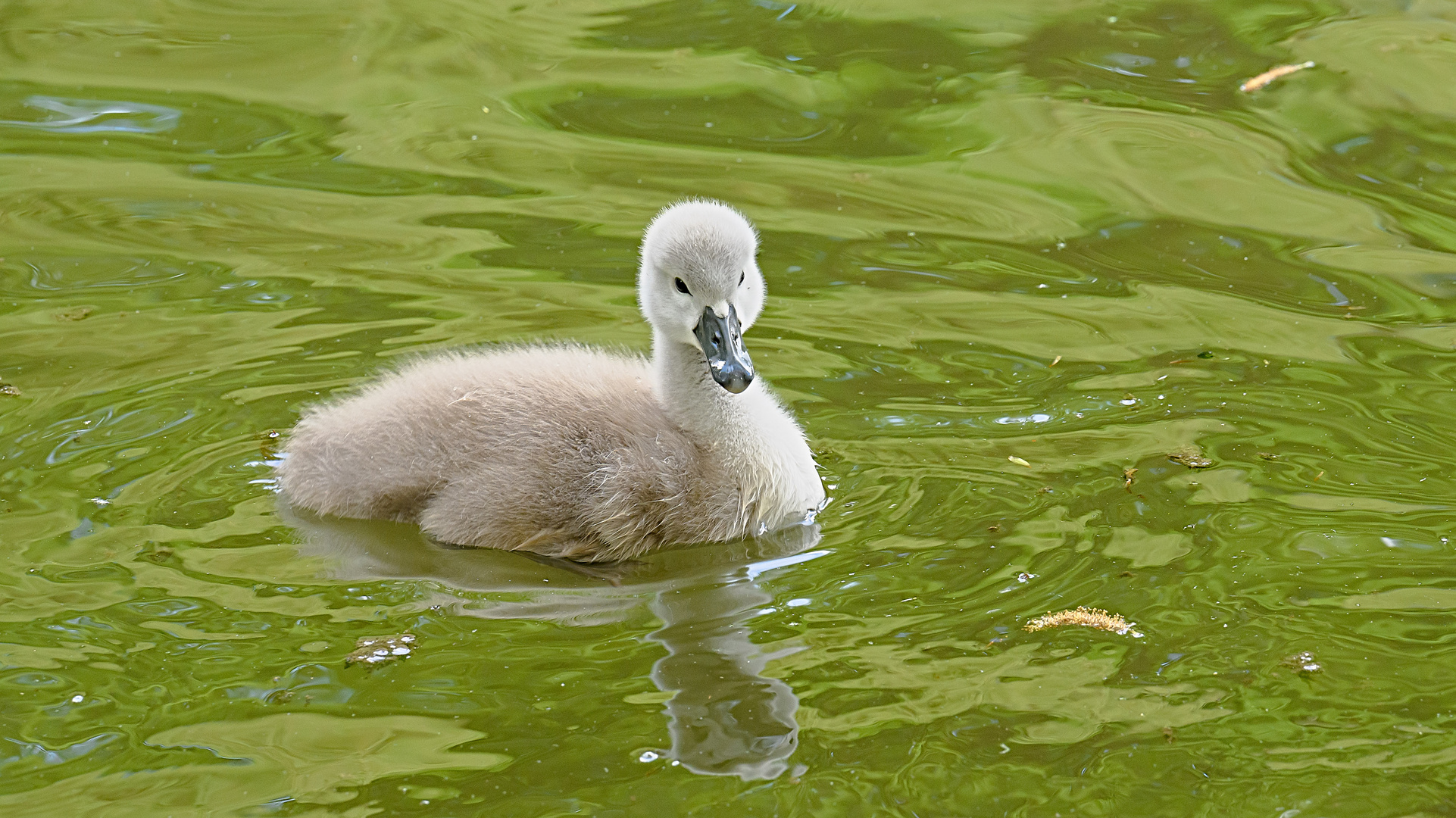 Nachwuchs auf dem Entenweiher