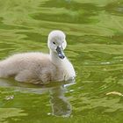 Nachwuchs auf dem Entenweiher