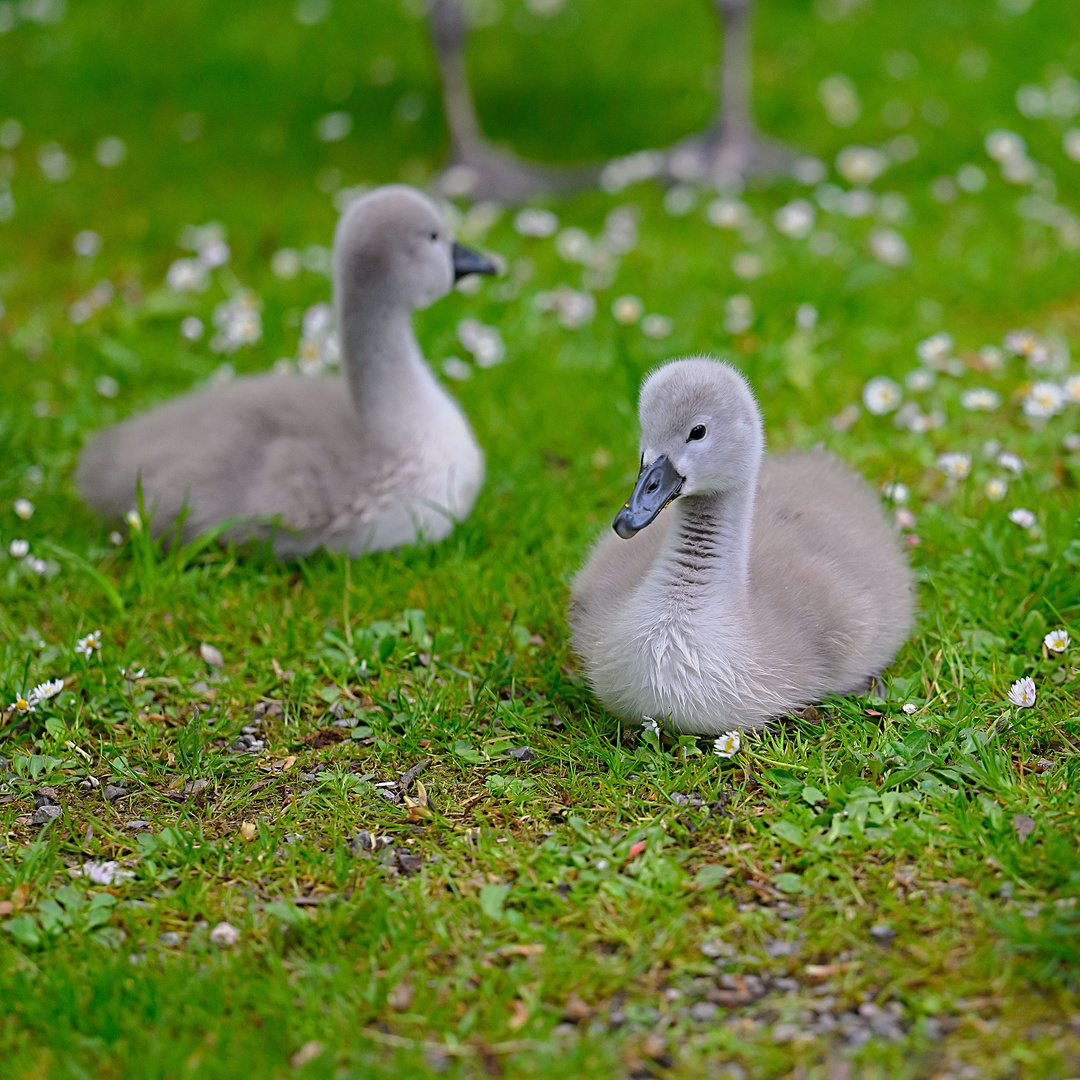 Nachwuchs auf dem Entenweiher