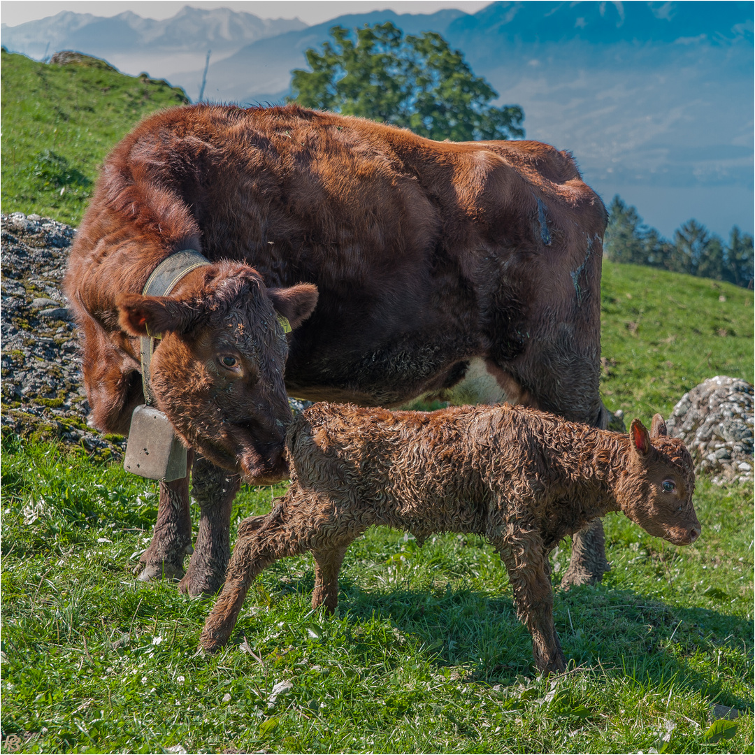 [ Nachwuchs auf der Alp ]