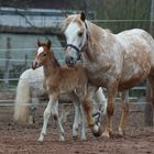 Nachwuchs auf der Flashback-Ranch