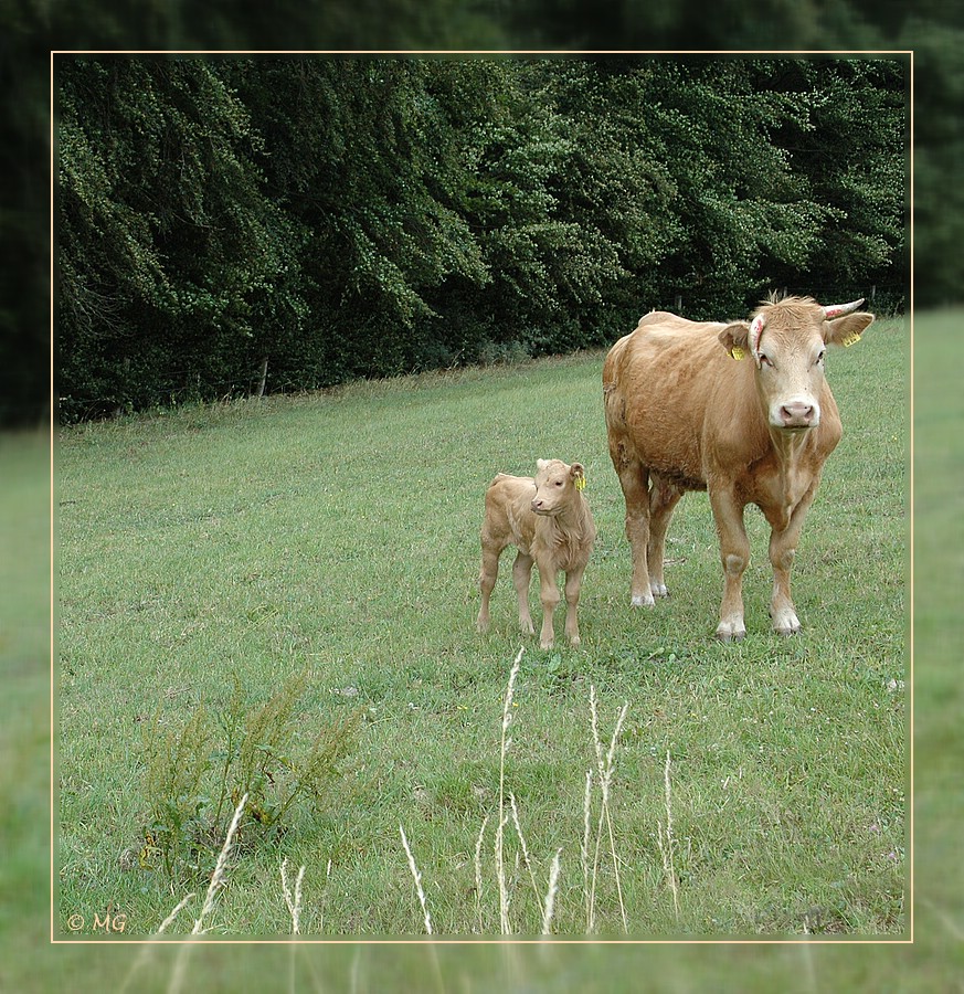 Nachwuchs auf der Sommerweide...