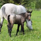 Nachwuchs auf der Weide