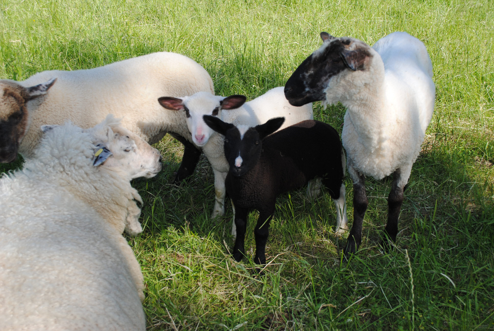 Nachwuchs auf der Weide in Dorum Neufeld (Niedersachsen)