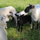 Nachwuchs auf der Weide in Dorum Neufeld (Niedersachsen)