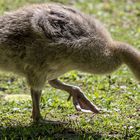 Nachwuchs auf Futtersuche