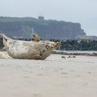 Nachwuchs auf Helgoland