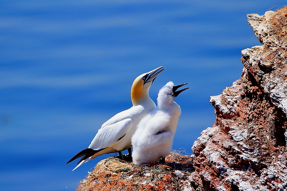 Nachwuchs auf Helgoland