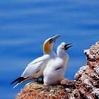 Nachwuchs auf Helgoland