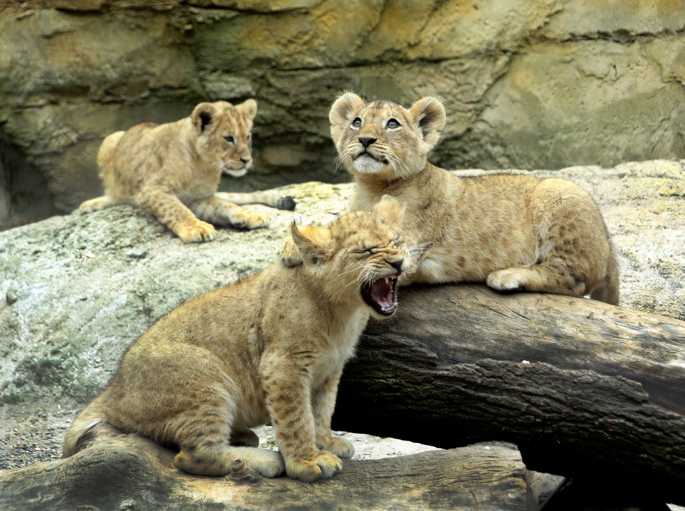 Nachwuchs aus dem Wuppertaler Zoo