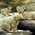 Nachwuchs aus dem Wuppertaler Zoo