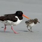 Nachwuchs : Austernfischer auf Helgoland