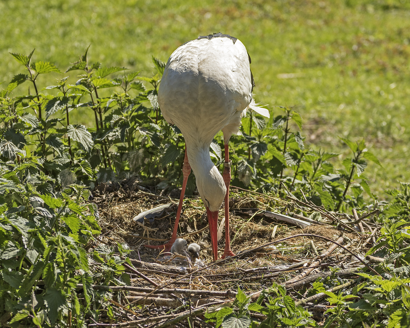 Nachwuchs bei Adebar_D4A2421