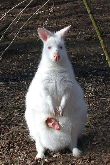 Nachwuchs bei Albinos...