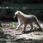 Nachwuchs bei den arktischen Wölfen