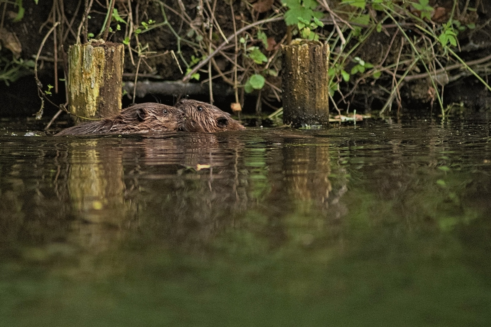 Nachwuchs bei den Bibern