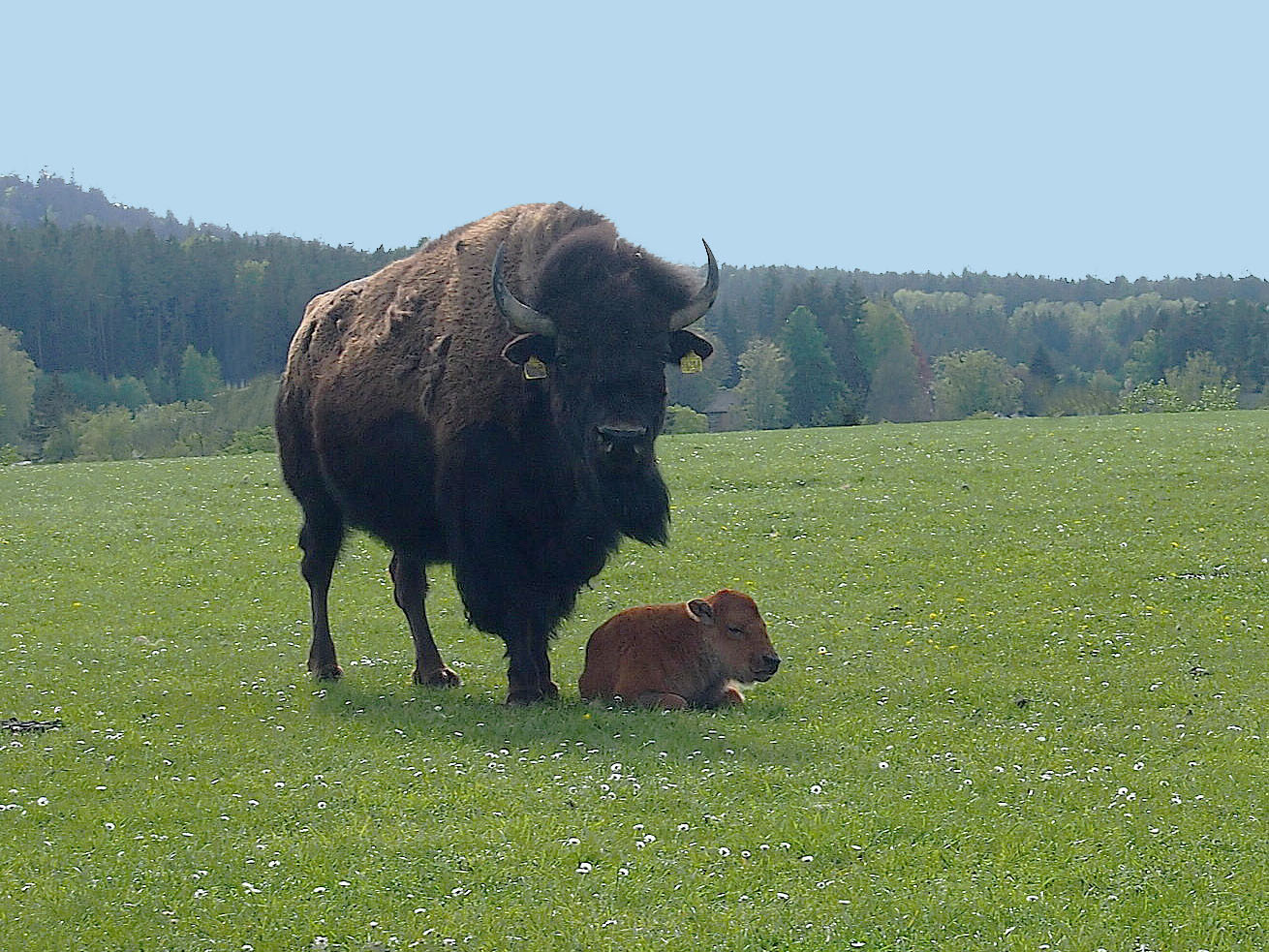 Nachwuchs bei den Bisons