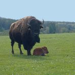 Nachwuchs bei den Bisons