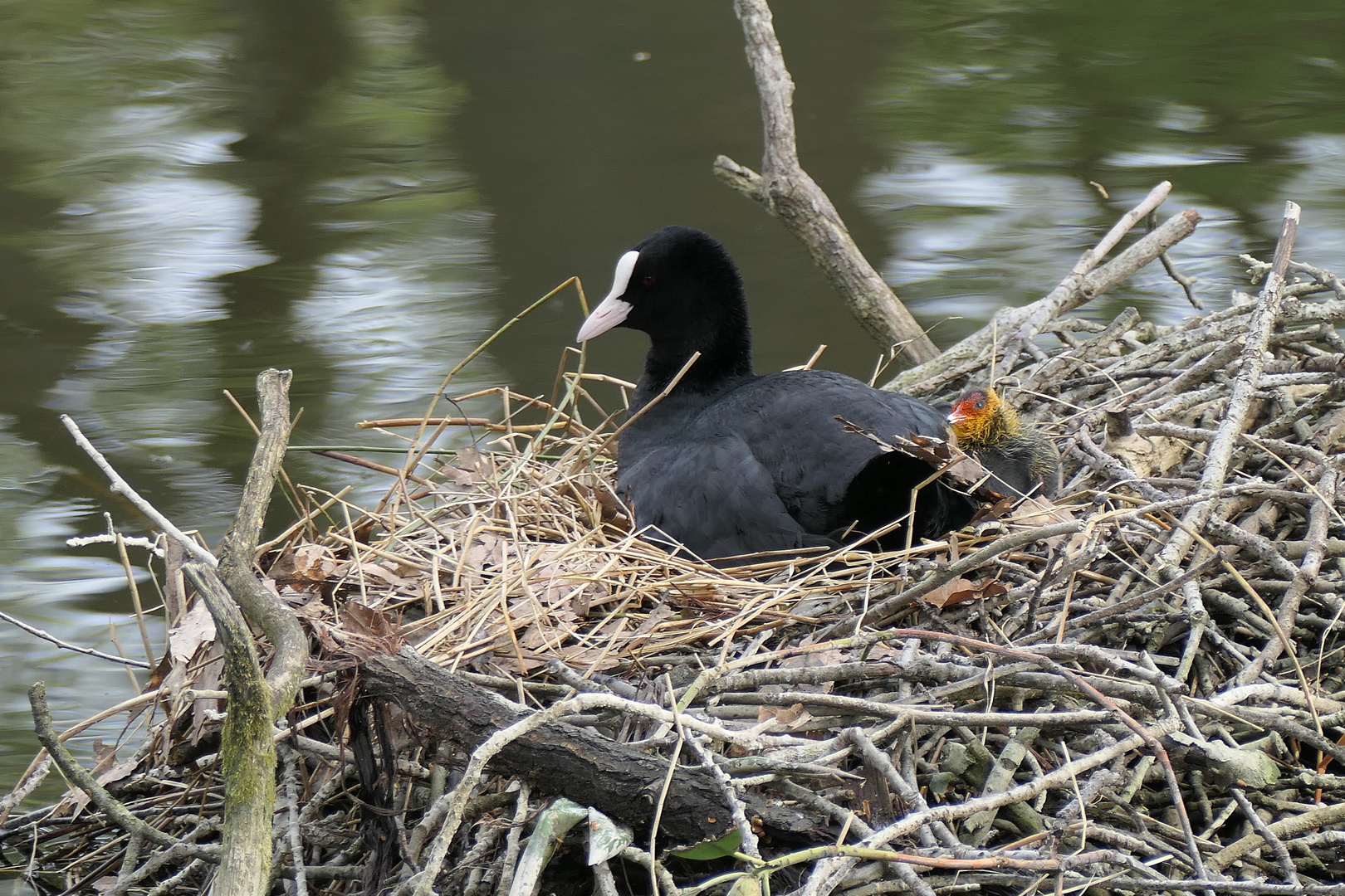 Nachwuchs bei den Blässhühnern