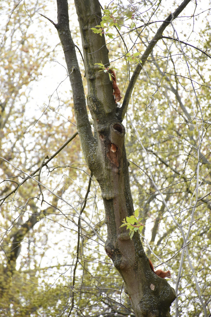 Nachwuchs bei den Eichhörnchen