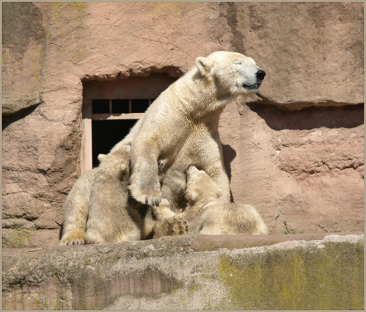 Nachwuchs bei den Eisbären