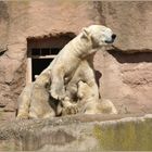 Nachwuchs bei den Eisbären