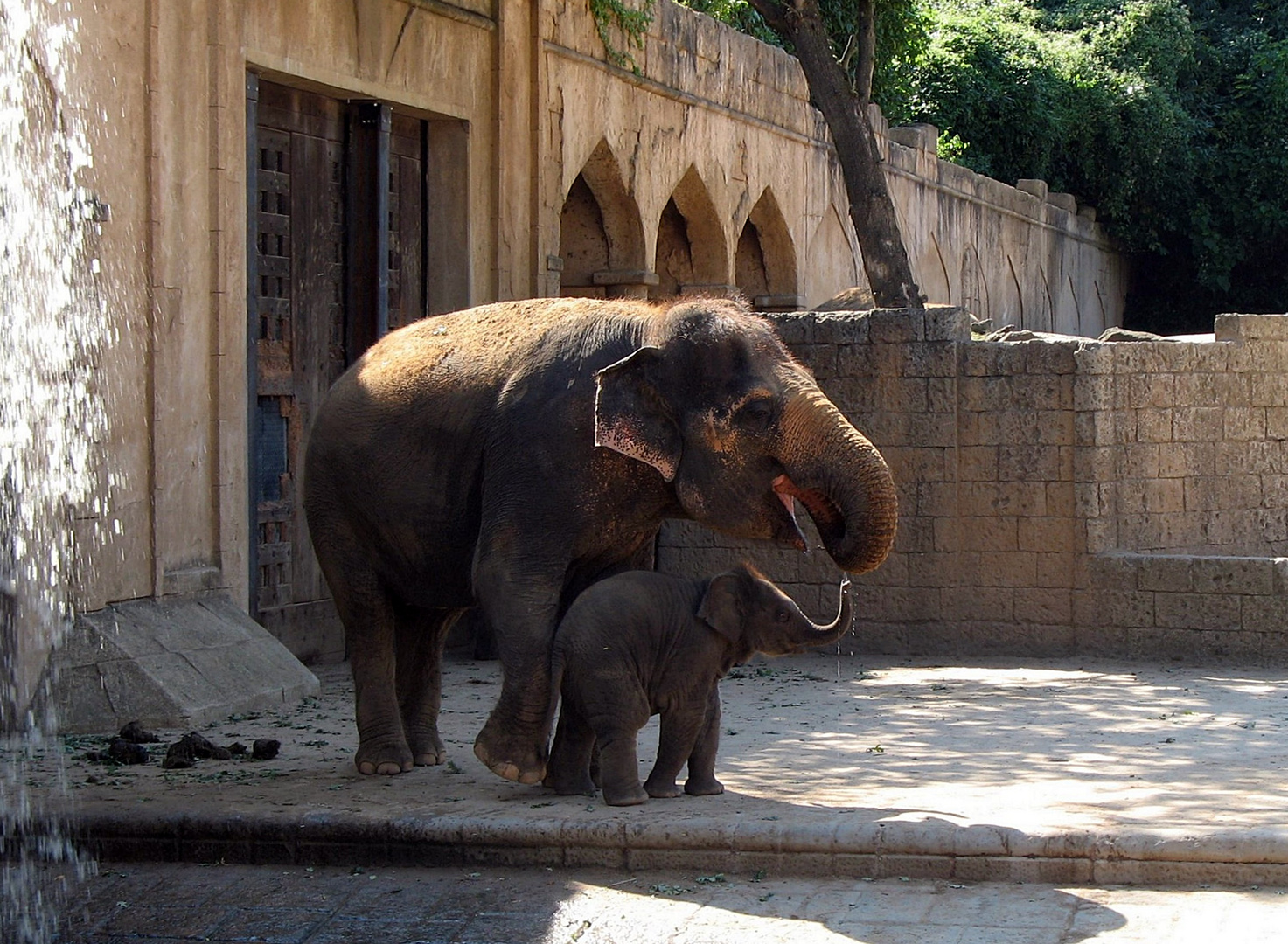 Nachwuchs bei den Elefanten im Zoo - Hannover