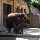 Nachwuchs bei den Elefanten im Zoo - Hannover