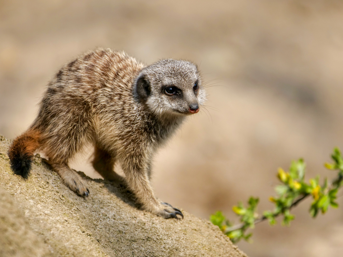 Nachwuchs bei den Erdmännchen